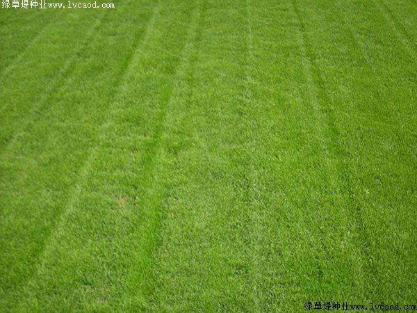 凍冬植物死天常綠的原因_植物冬天凍死了春天還會(huì)發(fā)芽_冬天凍不死的常綠植物