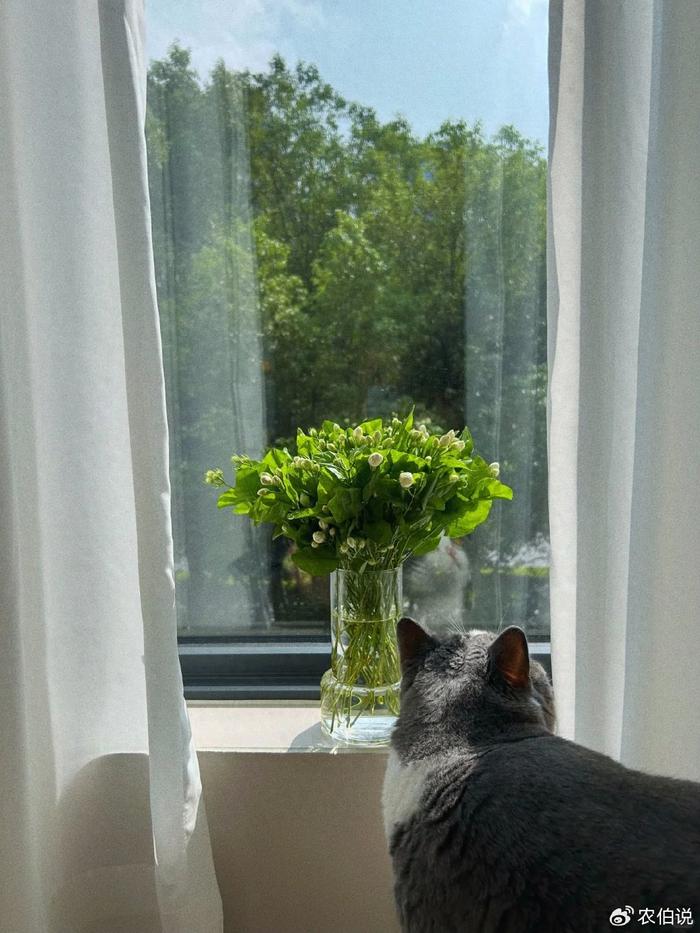 臥室養(yǎng)什么花助眠_(dá)臥室里養(yǎng)花影響睡眠嗎_什么花養(yǎng)在臥室里有助于睡眠