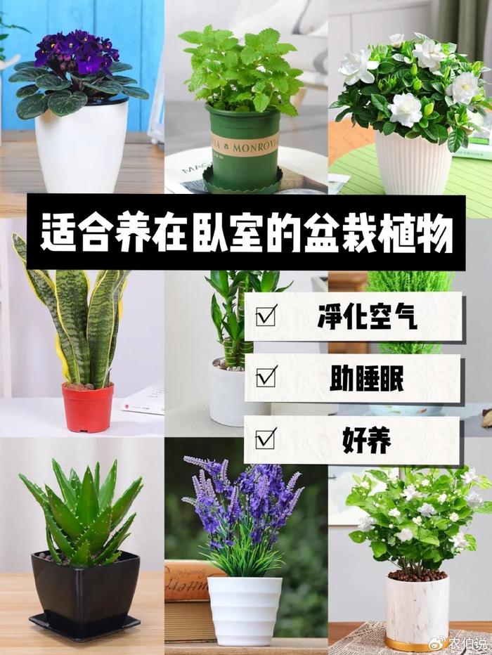 什么花養(yǎng)在臥室里有助于睡眠_(dá)臥室養(yǎng)什么花助眠_(dá)臥室里養(yǎng)花影響睡眠嗎
