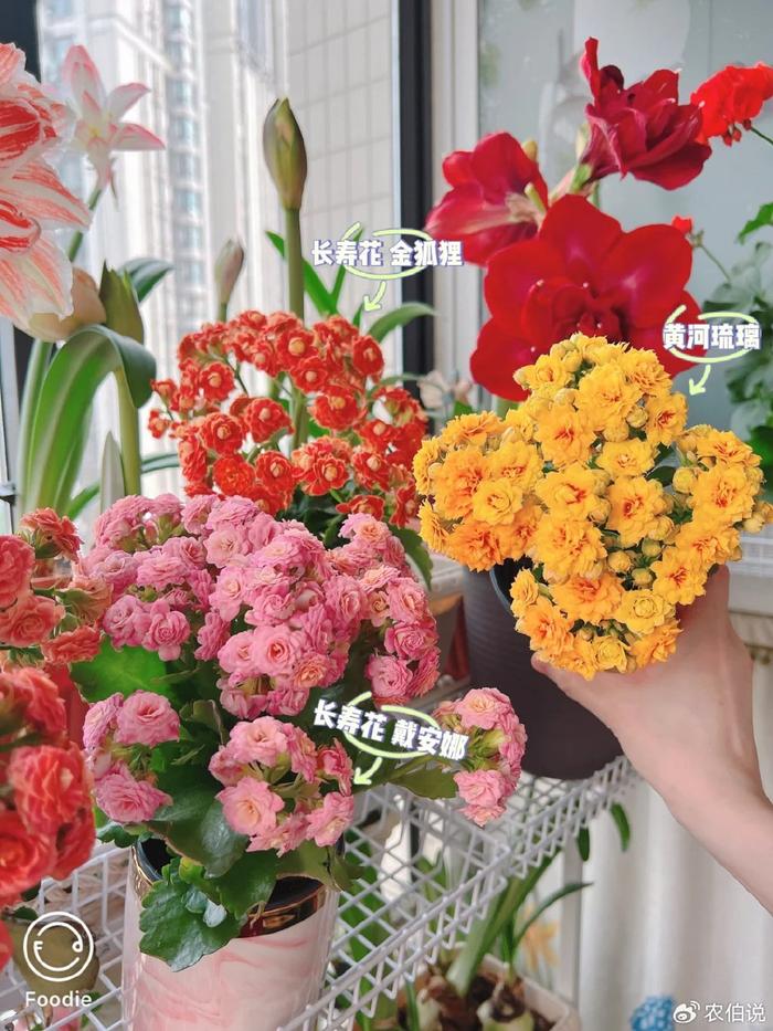 臥室里養(yǎng)花影響睡眠嗎_臥室養(yǎng)什么花助眠_(dá)什么花養(yǎng)在臥室里有助于睡眠