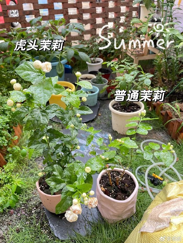 什么花養(yǎng)在臥室里有助于睡眠_(dá)臥室里養(yǎng)花影響睡眠嗎_臥室養(yǎng)什么花助眠