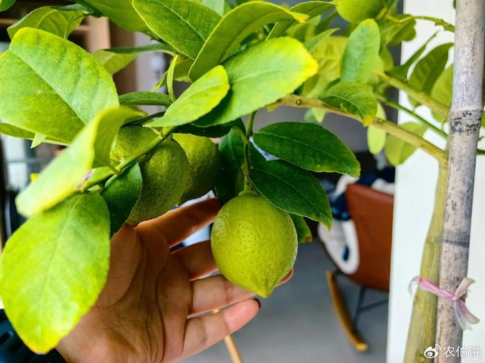 臥室里養(yǎng)花影響睡眠嗎_臥室養(yǎng)什么花助眠_(dá)什么花養(yǎng)在臥室里有助于睡眠