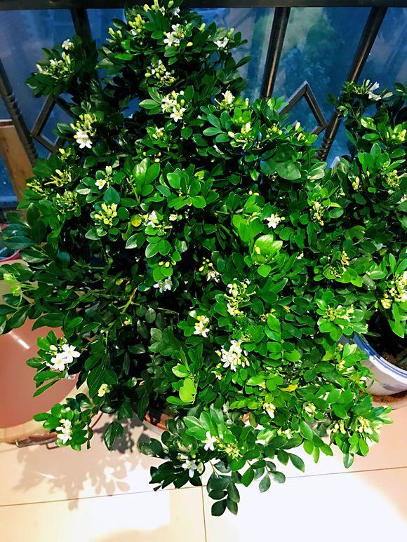 室內(nèi)養(yǎng)香味的花_有香味的花適合室內(nèi)養(yǎng)花_室內(nèi)花香的植物