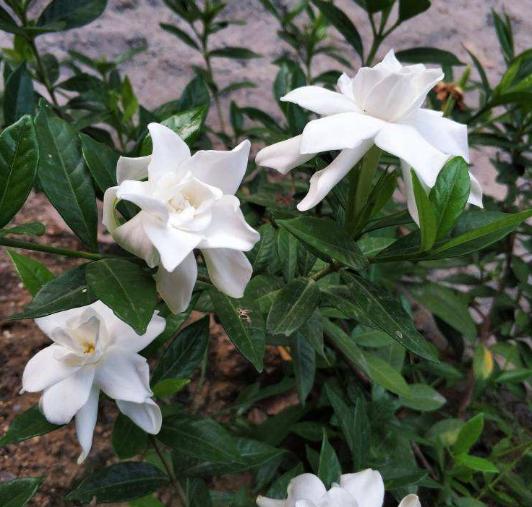 有香味的花適合室內(nèi)養(yǎng)花_室內(nèi)養(yǎng)香味的花_室內(nèi)花香的植物