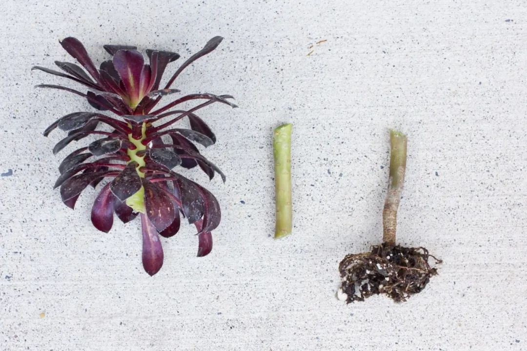 玫瑰花扦插苗生根了怎么移栽_玫瑰花扦插怎么才能養(yǎng)出根_玫瑰花如何插枝培根