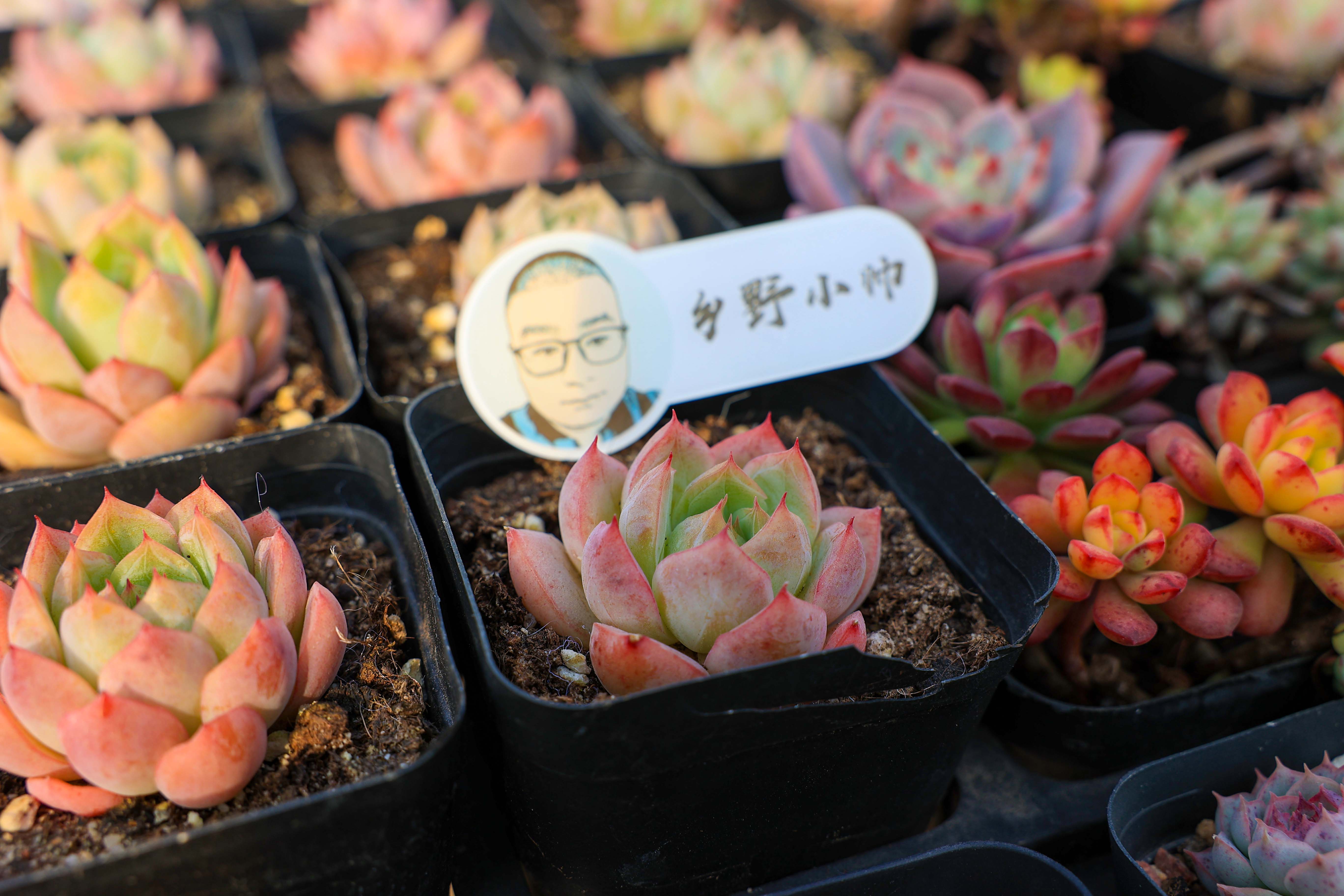 好花配好器，選盆很重要，選對花盆不僅外形好看肉肉也能更健康