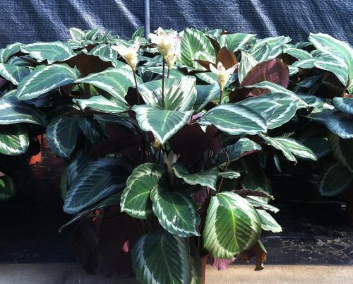 耐陰的花卉有哪些_花卉中比較耐陰的花卉是_耐陰花期長