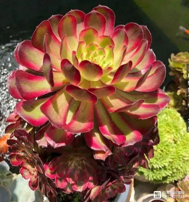 多肉紅寶石_多肉紅覆輪_多肉紅梅老樁圖片