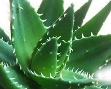 辦公室綠植怎么擺放_辦公室綠植_辦公室綠植排名前十名