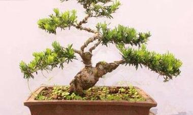 辦公室綠植怎么擺放_辦公室綠植_辦公室綠植排名前十名