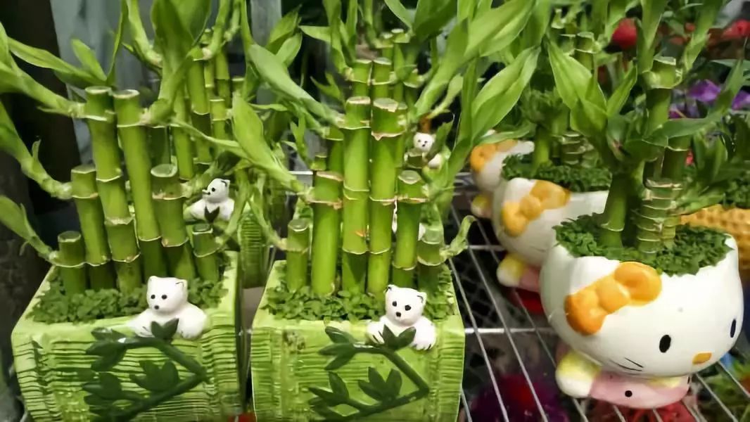 <strong>9種很適合養(yǎng)在室內(nèi)的竹子，這些觀賞竹你喜歡哪種？</strong>