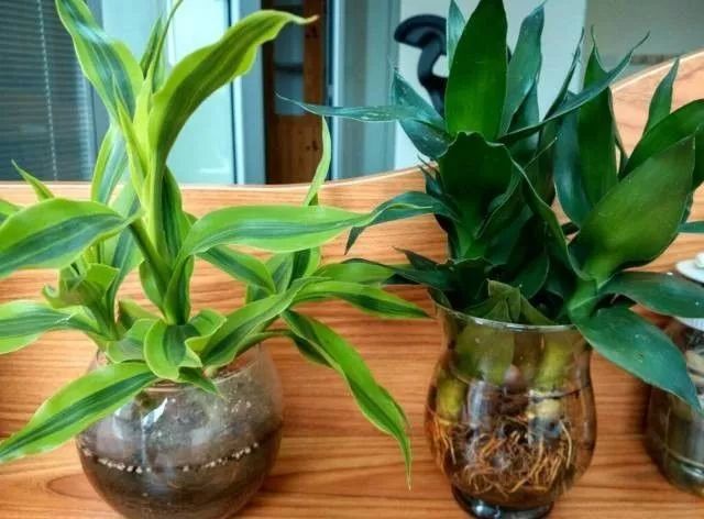 適合室內養(yǎng)的竹子_竹子適不適合在室內養(yǎng)_竹子適合室內養(yǎng)殖嗎