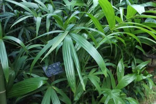 竹子適合室內養(yǎng)殖嗎_竹子適不適合在室內養(yǎng)_適合室內養(yǎng)的竹子