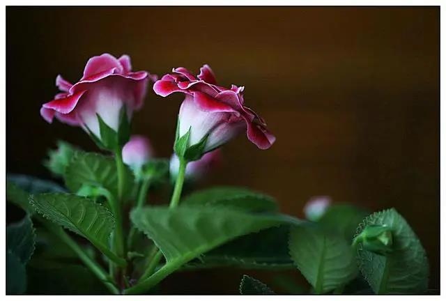 花期長(zhǎng)好養(yǎng)的室內(nèi)花卉_室內(nèi)花期長(zhǎng)好看又好養(yǎng)的花_花期長(zhǎng)的室內(nèi)