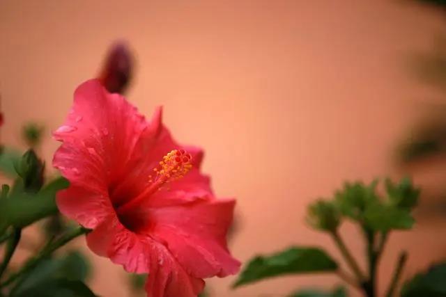 花期長(zhǎng)好養(yǎng)的室內(nèi)花卉_花期長(zhǎng)的室內(nèi)_室內(nèi)花期長(zhǎng)好看又好養(yǎng)的花