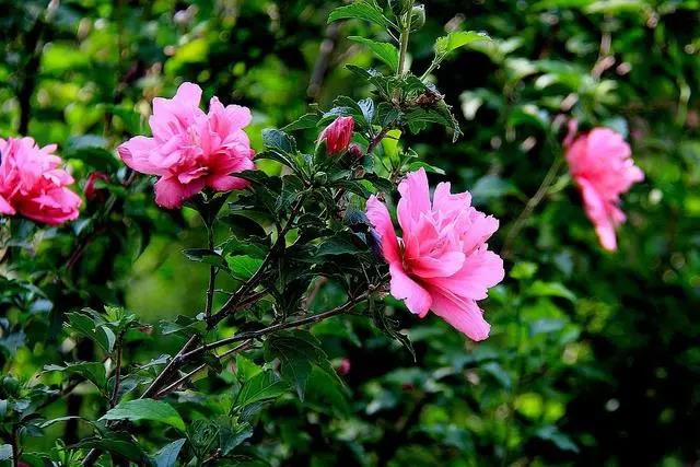 花期長(zhǎng)的室內(nèi)_室內(nèi)花期長(zhǎng)好看又好養(yǎng)的花_花期長(zhǎng)好養(yǎng)的室內(nèi)花卉