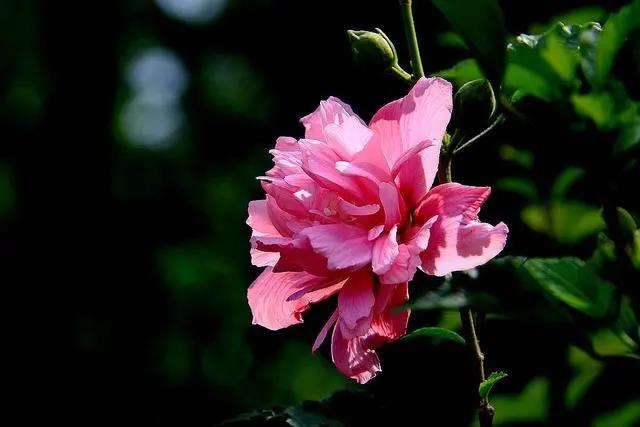 花期長(zhǎng)的室內(nèi)_花期長(zhǎng)好養(yǎng)的室內(nèi)花卉_室內(nèi)花期長(zhǎng)好看又好養(yǎng)的花