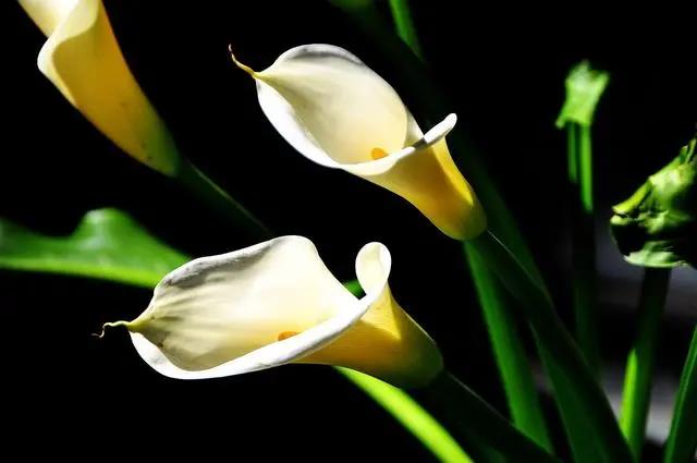 室內(nèi)花期長(zhǎng)好看又好養(yǎng)的花_花期長(zhǎng)的室內(nèi)_花期長(zhǎng)好養(yǎng)的室內(nèi)花卉