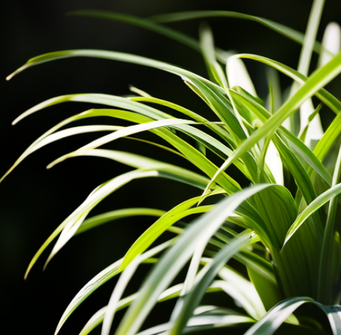 客廳放什么綠植好？這6種，四季常綠，凈化家中的空氣，便宜好養(yǎng)