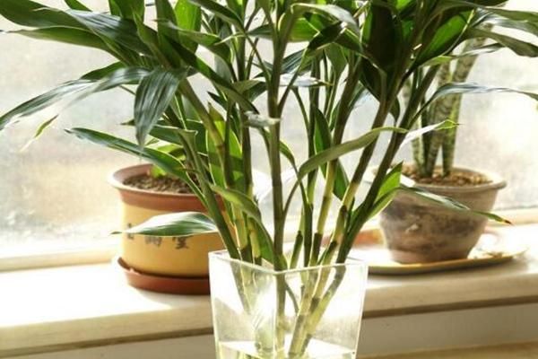 什么綠植好養(yǎng)活又能凈化空氣_凈化空氣易養(yǎng)活的花_凈化室內(nèi)空氣綠植