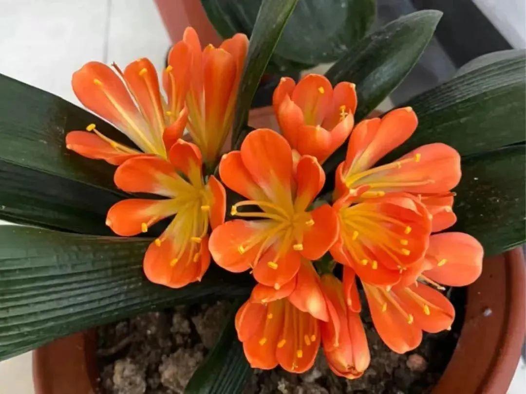 室內(nèi)養(yǎng)花四季開(kāi)花植物_一年四季開(kāi)花的室內(nèi)花卉_花卉開(kāi)花四季室內(nèi)能養(yǎng)嗎