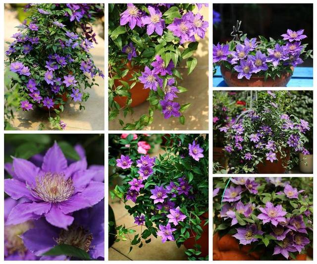 超級(jí)耐寒！這些花卉北方的冬天也凍不死