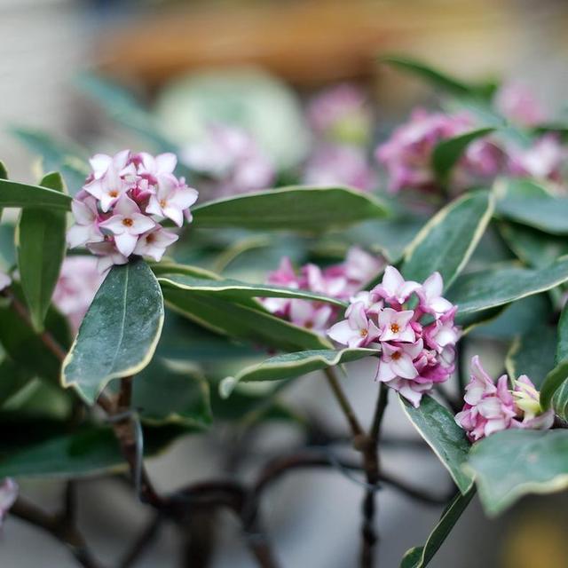 冬季室外最耐寒的15種花卉_花卉耐寒區(qū)_冬季室外耐寒的花卉有哪些