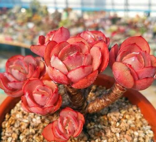 省心|推薦5款紅色系多肉，好養(yǎng)又省心，虐一虐更漂亮，新手也會(huì)養(yǎng)！