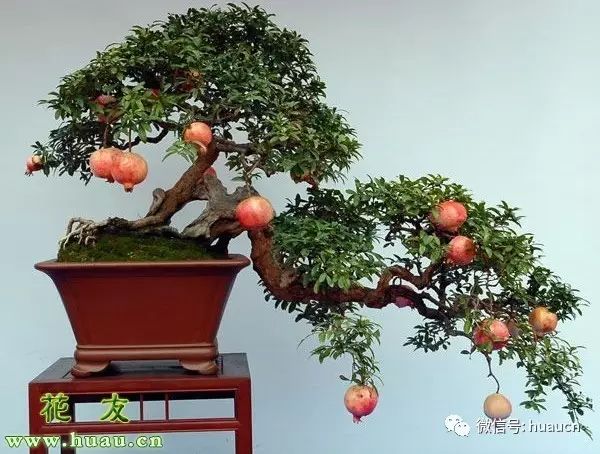 <strong>【春季養(yǎng)花】春天怎么養(yǎng)花？盆栽花卉春季養(yǎng)護(hù)六要點(diǎn)</strong>