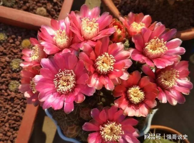 多肉植物用花多多幾號_多肉用花多多1號還是12號_多肉應(yīng)該用花多多幾號