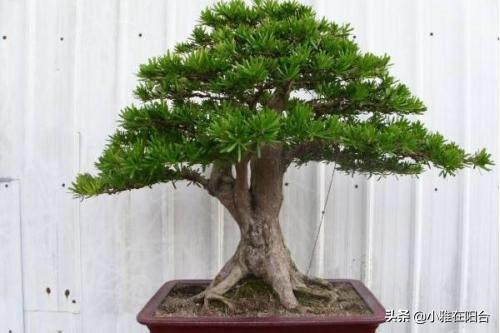 客廳易養(yǎng)植物_易客廳養(yǎng)活綠植有什么好處_客廳易養(yǎng)易活的綠植有哪些