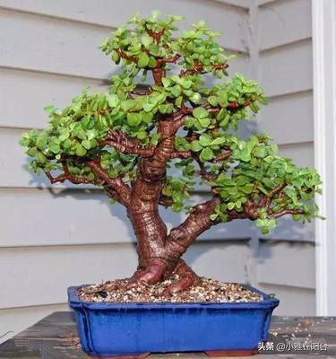 客廳易養(yǎng)植物_易客廳養(yǎng)活綠植有什么好處_客廳易養(yǎng)易活的綠植有哪些