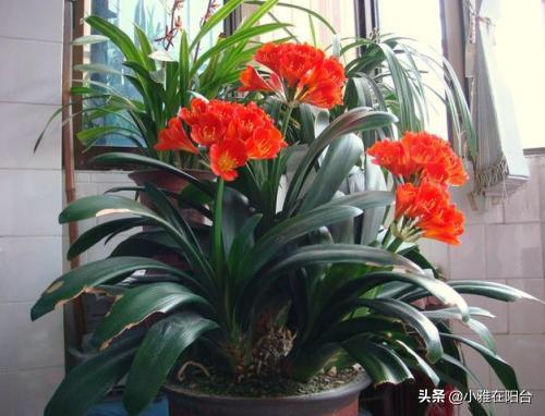 客廳易養(yǎng)易活的綠植有哪些_客廳易養(yǎng)植物_易客廳養(yǎng)活綠植有什么好處