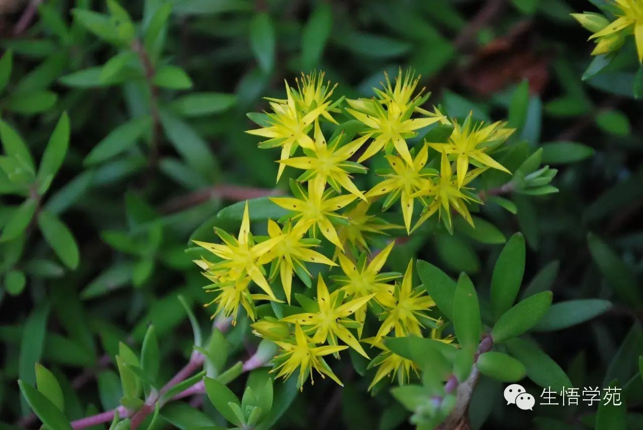 多肉花有什么特點(diǎn)_多肉花的特點(diǎn)及用處_多肉有哪些花