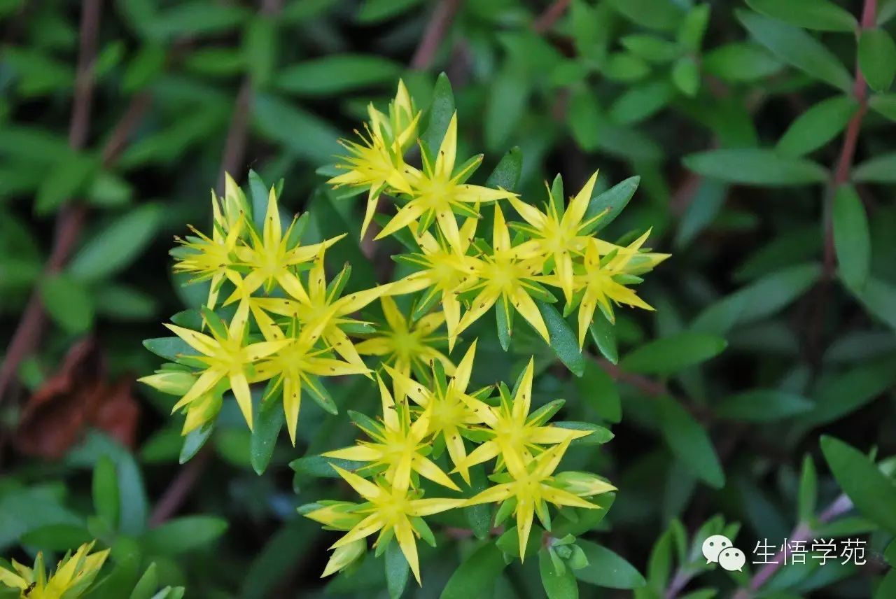 多肉有哪些花_多肉花有什么特點(diǎn)_多肉花的特點(diǎn)及用處