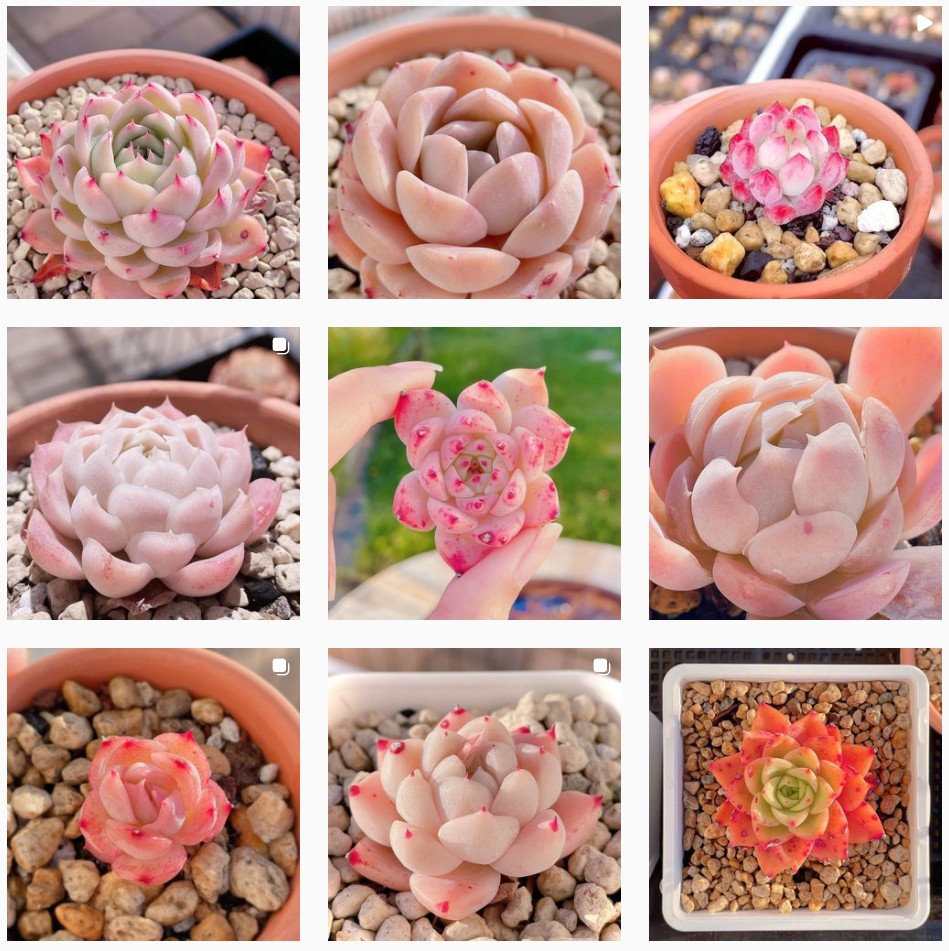 粉紅色系的多肉，顏值太棒