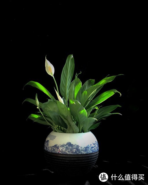 適合北陽臺養(yǎng)的花有哪些_北陽臺養(yǎng)什么花好_適合北陽臺養(yǎng)的花