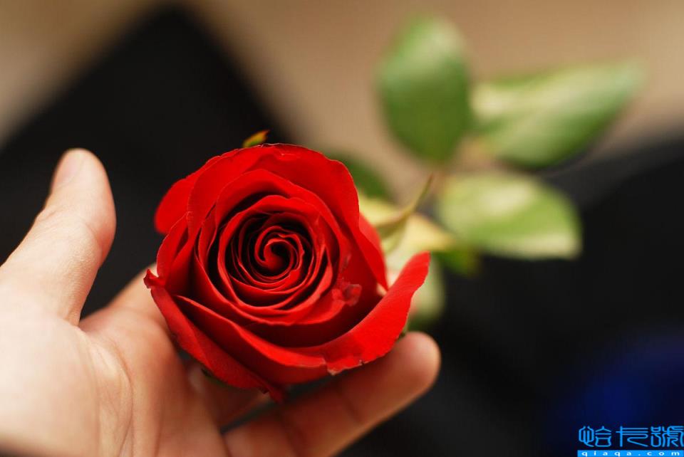 送粉紅色的玫瑰花代表什么_送玫瑰粉紅色花代表什么含義_送粉色玫瑰代表啥