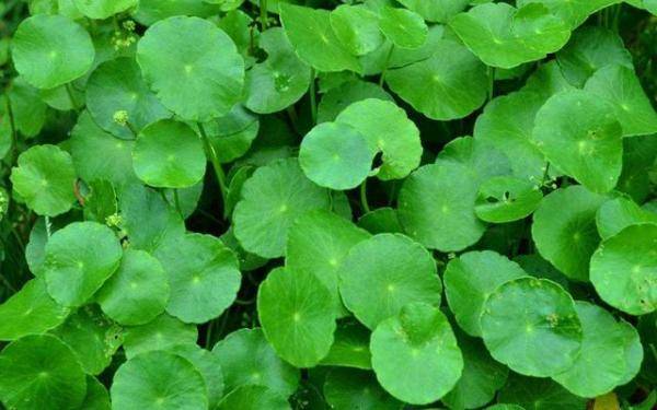 盆栽養(yǎng)銅錢草好不好_盆栽養(yǎng)銅錢草好嗎_銅錢草盆栽怎么養(yǎng)