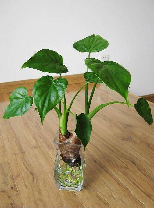 綠植水培植物_水培綠植有哪些_水培綠植該怎么辦