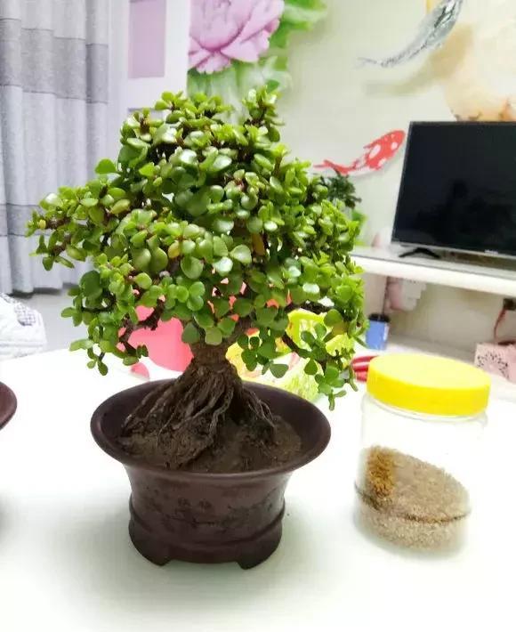 家里盆栽養(yǎng)什么植物好_盆栽植物好養(yǎng)室內(nèi)_家養(yǎng)的盆栽植物