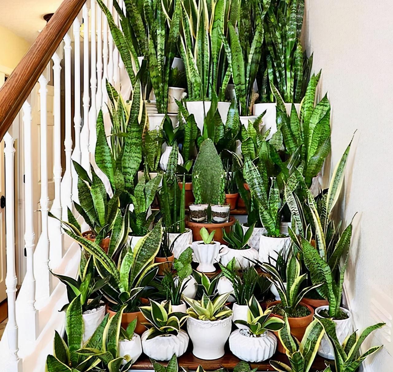 家養(yǎng)的盆栽植物_家里盆栽養(yǎng)什么植物好_盆栽植物好養(yǎng)室內(nèi)