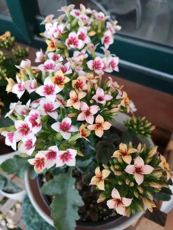 盆栽植物好養(yǎng)室內(nèi)_家里盆栽養(yǎng)什么植物好_家養(yǎng)的盆栽植物