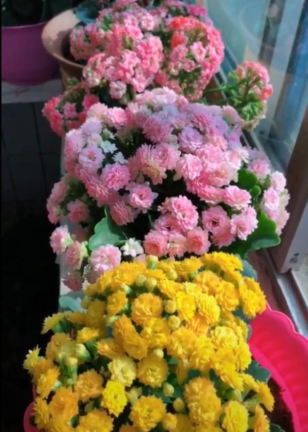 家養(yǎng)的盆栽植物_盆栽植物好養(yǎng)室內(nèi)_家里盆栽養(yǎng)什么植物好