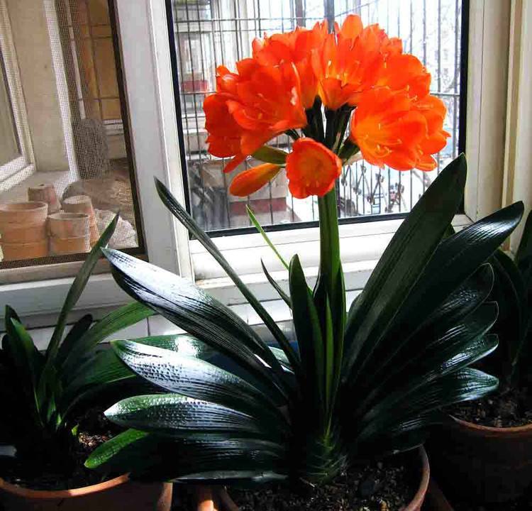 家里盆栽養(yǎng)什么植物好_盆栽植物好養(yǎng)室內(nèi)_家養(yǎng)的盆栽植物