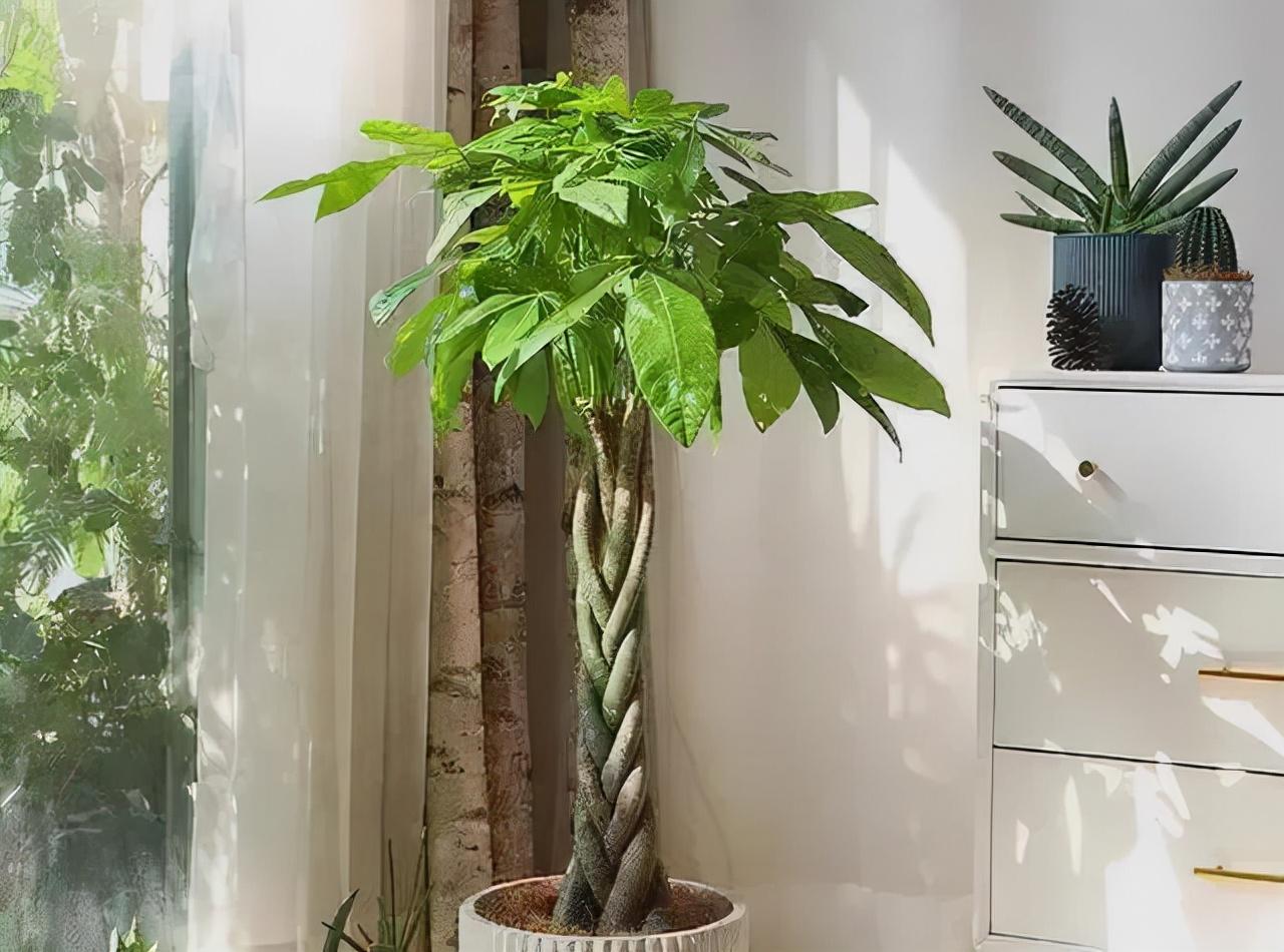 盆栽植物好養(yǎng)室內(nèi)_家里盆栽養(yǎng)什么植物好_家養(yǎng)的盆栽植物