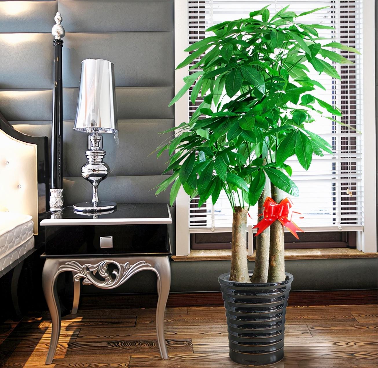 家里盆栽養(yǎng)什么植物好_家養(yǎng)的盆栽植物_盆栽植物好養(yǎng)室內(nèi)