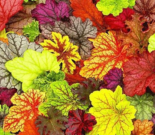 耐陰花期長_花卉中比較耐陰的花卉是_耐陰的花卉有哪些