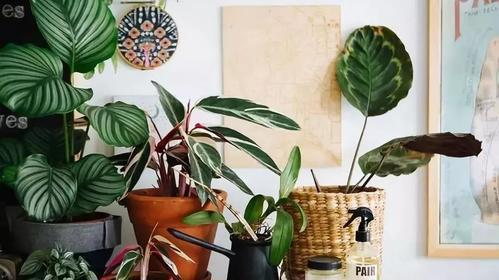 耐陰花期長_花卉中比較耐陰的花卉是_耐陰的花卉有哪些