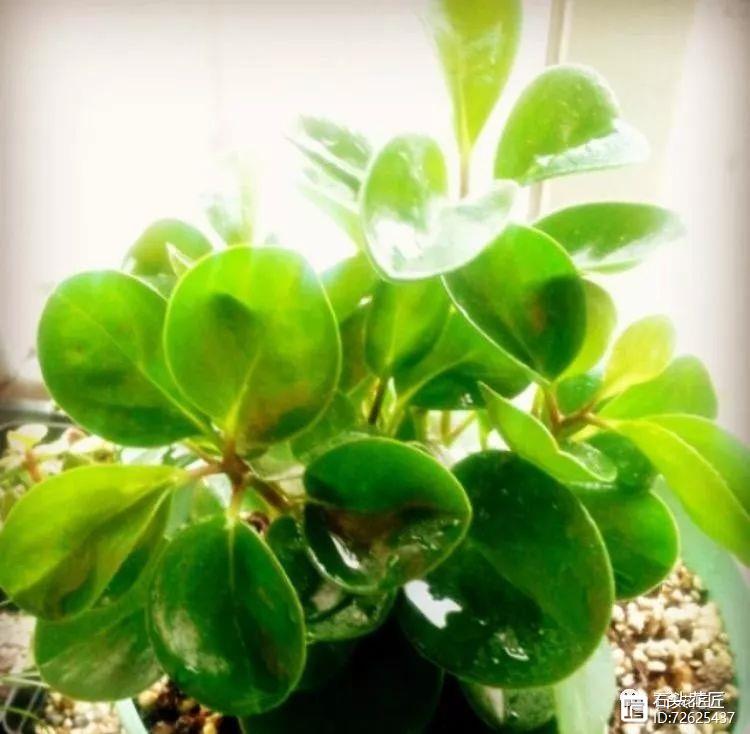 凈化二手煙味的植物_凈化空氣的室內(nèi)植物二手煙_凈化二手煙的室內(nèi)植物